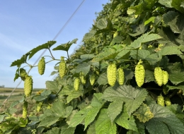 The organic hops market 